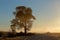 African sunrise with silhouetted tree