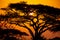 African sunset with acacia tree in Masai Mara, Kenya. Savannah background in Africa. Typical landscape in Kenya