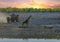 African Sunset with Giraffe, and herd of elephants walking in with dust flying