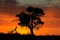 African sunset with silhouetted tree