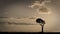 African sunset with a single tree. Maasai Mara, Kenya