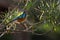 African superb starling