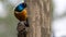 African Superb Starling