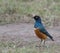 An African superb starling, Lamprotornis superbus