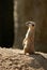 African suricata standing alert