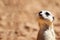 African suricate