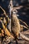 African Suricate