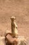 African suricate standing and looking around