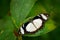 African Swallowtail butterfly, Papilio dordanus, sitting on the white yellow orchid flower. Insect in the dark tropical forest,