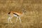 African thomson`s gazelle