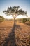 African Thorn Tree silhouetted by the sunrise