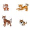 African Tiger Collection Color Illustration