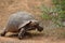 African tortoise