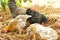The African tradition chicken as a  reserved  breed