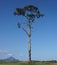 African Tree landscape albero sfondo