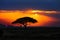 African tree silhouette on sunset in savannah, Africa, Kenya
