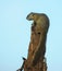 African Tree Squirrel in full body length on branch on blue background