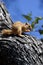 African Tree Squirrel - Okavango Delta - Botswana