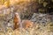 An African tree squirrel paraxerus cepapi sitting on the ground. St Lucia