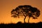 African Tree Sunset Silhouette