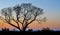 African Tree at Sunset, Zambia