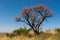 African trees in blossom in savanna bush