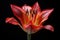 An African Tulip flower with leaf detail. Generative ai