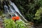 African Tulip Tree flower and waterfall in Kauai Hawaii
