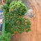 African Tulip Tree Flowers