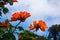 African Tulip Tree Hawaii Closeup