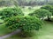 African tulip trees and palm trees.