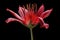 An African Tulip, a tropical flower. Generative ai