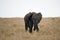 African Tusk Elephant in Masai Mara , Kenya