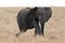 African Tusk Elephant in Masai Mara , Kenya