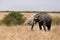 African tuskers in Mara grassland