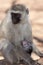 African Vervet monkey