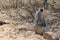 African Vervet Monkey