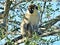 African Vervet Monkey or Chlorocebus pygerythrus