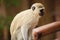 African Vervet Monkey in a South African wildlife reserve