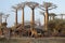 African village with baobabs