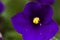 African violet