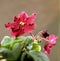 African violet