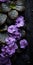 African Violet On Black Shingle: Rustic Still Life Photography Stock Photo