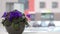 African violet flower in pot on window sill and snowflakes snow fall outdoor