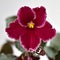 African violet plant variety Emergency