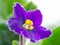 African violet purple flower with pestle and stamens on a green leaves background. Macrophotography of blooming Saintpaulia.