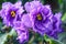 African violet (purple saintpaulia ionantha) one of the world\'s most popular houseplants.