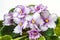 African violet purple saintpaulia ionantha one of the world`s most popular houseplants, compact, low-growing plants flower sever