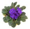 African violet saintpaulia