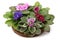 African violet saintpaulia arranged in a basket